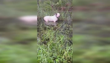 VIDEO: Psa priviazal k plotu a ponechal ho napospas hurikánu. Výhovorka majiteľa nahnevala ľudí ešte viac