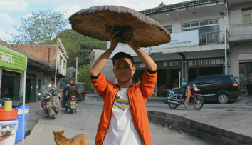 To ste ešte nevideli: Hríb o veľkosti dáždnika