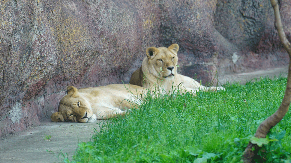 Muža roztrhali levice, o ktoré sa staral vo svojom juhoafrickom safari