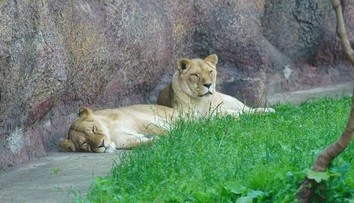 Muža roztrhali levice, o ktoré sa staral vo svojom juhoafrickom safari