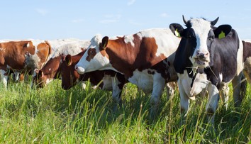 Chcú znížiť emisie metánu. Pomôcť by mohla zmena kravskej stravy