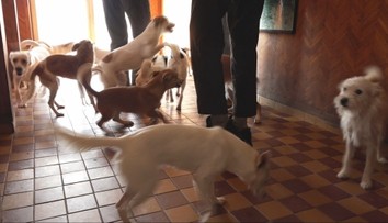 Mužovi z Veľkých Loviec odobrali 25 psov, ktoré choval v dome. Žili v neznesiteľnom smrade a takmer nechodili von