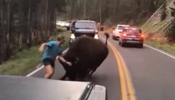 Odvaha alebo šialenstvo? Turista provokoval na ceste bizóna