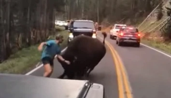Odvaha alebo šialenstvo? Turista provokoval na ceste bizóna