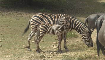Nevídaný moment v košickej zoo. Kobylám vzácnej zebry sa narodili zdravé žriebätká