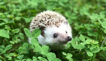 Porodila rekordný počet ježkov a zdochla. O mláďatá sa začal starať dôchodca z Bánoviec nad Bebravou