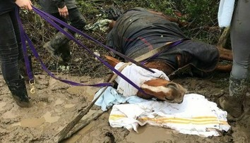 Koňa vystrašil ohňostroj a napichol sa na plot. Utrpel pritom škaredú ranu
