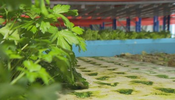 Farma budúcnosti: Slovenskí pestovatelia nepotrebujú vďaka inovatívnej metóde pôdu a ušetria množstvo vody