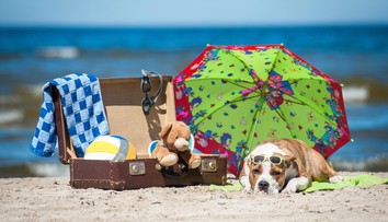 Neviete si predstaviť dovolenku bez vášho domáceho miláčika? Prinášame vám užitočné rady o cestovaní so zvieratami