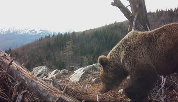 Štátna ochrana prírody vo videu radí, čo robiť pri strete s medveďom. Odborníci to vidia inak