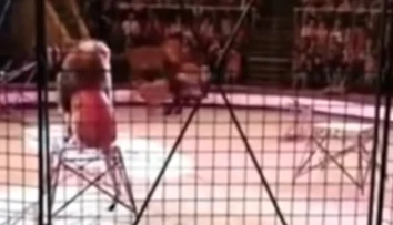 VIDEO: Hrôza v cirkuse na Ukrajine: Mohutný lev zaútočil na krotiteľa