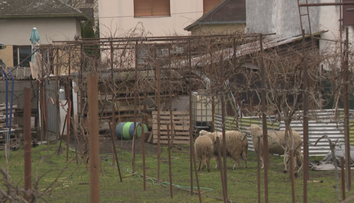 Roky bojujú so zápachom z chovu oviec a dymom. Muž si uprostred Malaciek zriadil salaš, obyvatelia sú zúfalí