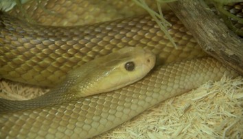 Chovateľa uhryzol nebezpečný had: Protijed nemali ani v českých a slovenských nemocniciach