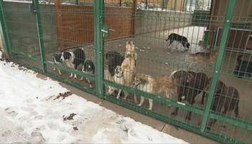 Zachráneným psom z množiarne pri Topoľčanoch svitá na lepšie časy. Čoraz viac z nich sa teší novým rodinám