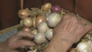 Pukanská cibuľa je známa aj vo svete. Je sladká a môžete do nej hrýzť ako do jablka