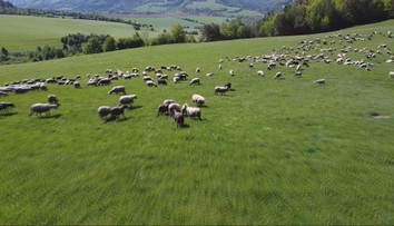 Voľne pasúce sa ovce pod horami sú už skôr raritou. Ťažkú prácu na salašoch nemá kto robiť
