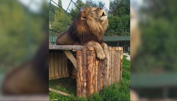 Posledné šelmy z ranča, kde lev roztrhal majiteľa, hľadajú domov. Záujem má ZOO v Orechovej Potôni