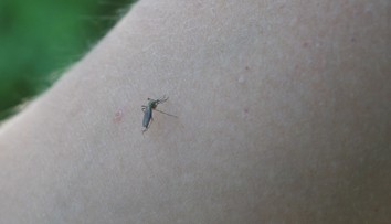 Komáre už začínajú poriadne štípať. Najhoršie je to v okolí rieky Morava