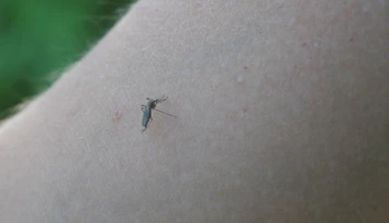 Komáre už začínajú poriadne štípať. Najhoršie je to v okolí rieky Morava