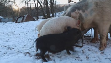 Dotácie na ošípané sa údajne rozdeľovali v tichosti. Vyplývať to má z komunikácie úradníkov