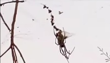 VIDEO: Pavúk veľký ako čivava sa vznášal nad cestou