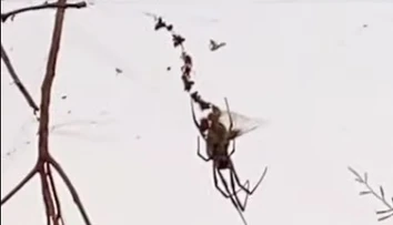 VIDEO: Pavúk veľký ako čivava sa vznášal nad cestou