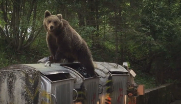 Problémovú medvedicu, ktorá roztrhala pri Prievidzi zvieratá, usmrtili