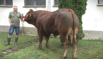 Nemá ani tri roky, váži viac než tonu a na konte má 70 teliat. Plemenný býk je pýchou farmy pri Svidníku