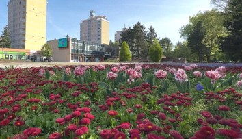Mestá už zakvitli. V Banskej Bystrici už vysadili desaťtisíce kvetov, nezaostáva ani Dolný Kubín