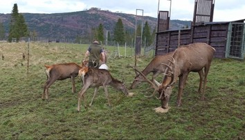 Tatranská polepšovňa pre neposlušné jelene sa plní. Za ich správanie môžu ľudia, ktorí ich kŕmili