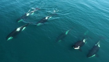 Skupina kosatiek potopila plachetnicu v Gibraltárskom prielive. Posádku musel zachraňovať ropný tanker