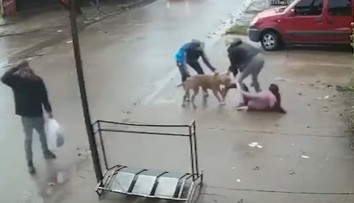 VIDEO: Hororový útok pitbulla. Dievčaťu (7) takmer odtrhol nohu, nepustil ju ani po kopancoch