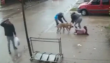 VIDEO: Hororový útok pitbulla. Dievčaťu (7) takmer odtrhol nohu, nepustil ju ani po kopancoch