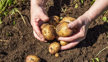 Takéto drahé zemiaky sme ešte nemali! Za všetko môže vlaňajšie sucho