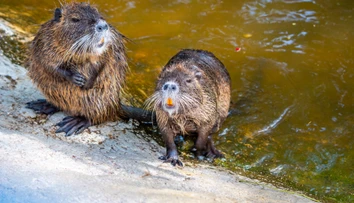 V Nitre sa premnožili nutrie. Okoloidúci ich prikrmujú, ochranári to kritizujú