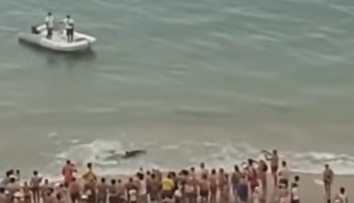 Panika na pláži v Španielsku. Ľudí vyhnal z vody viac ako dvojmetrový žralok