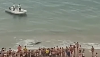 Panika na pláži v Španielsku. Ľudí vyhnal z vody viac ako dvojmetrový žralok