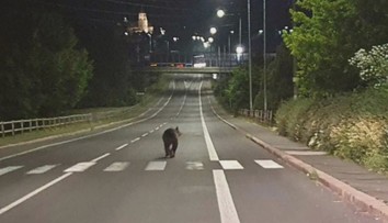 Útokov medveďov na strednom Slovensku pribúda: Muž opísal, ako sa ubránil medvedici