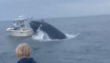 VIDEO: Na rybársku loď vyskočila z vody veľryba. Pasažieri padli cez palubu do mora