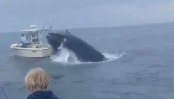 VIDEO: Na rybársku loď vyskočila z vody veľryba. Pasažieri padli cez palubu do mora