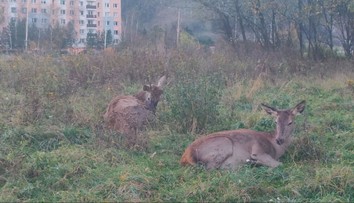 Sídlisko v Ružomberku okupujú jelenice. Veľké problémy s nimi majú aj poľnohospodári