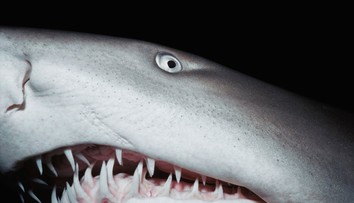 Pátranie po zmiznutej turistke sa skončilo tragicky. Jej pozostatky objavili v tele žraloka