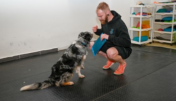 VIDEO: Vycvičiť sa dá každý pes, veková hranica neexistuje. Tieto triky ho môžete naučiť sami za pár minút