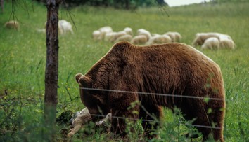 Medveď v obci Poruba strhol ovcu. Zásahový tím ihneď podnikol opatrenia