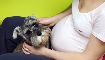 Pes je úžasný tvor. Dokáže odhaliť tehotenstvo skôr, ako to vie budúca mama