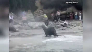VIDEO: Krik a strach. Na dovolenkárov sa vrhli morské levy
