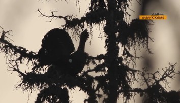 Ekológovia bijú na poplach: Vymiera u nás vzácny živočích