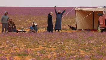 FOTOGALÉRIA: Nečakaný jav v Saudskej Arábii. Na rozkvitnutú púšť sa prišli pozrieť ľudia z celej krajiny