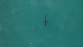 Nepríjemná náhoda: Surfér pre dvoma rokmi "zbil" žraloka, teraz si ho opäť našiel