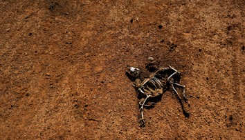 Svet bude zrejme v roku 2023 čeliť obrovskému utrpeniu, varuje Červený kríž